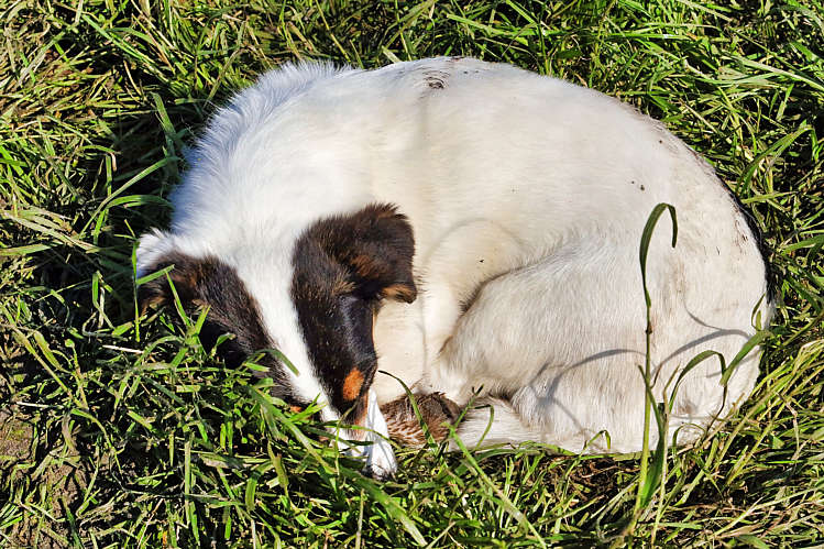 15 juni 2019 - DVC beachvolleybaltoernooi_198